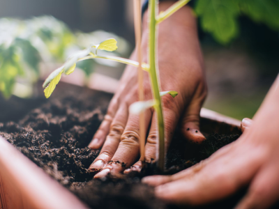 Decision Making Process with Sustainability